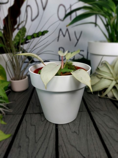 Philodendron Snowdrift | 10-15cm