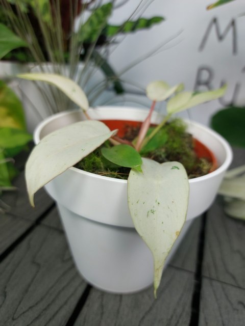 Philodendron Snowdrift | 10-15cm