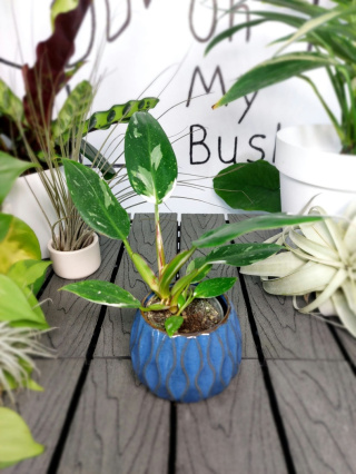 Philodendron White Princess | 15-20cm