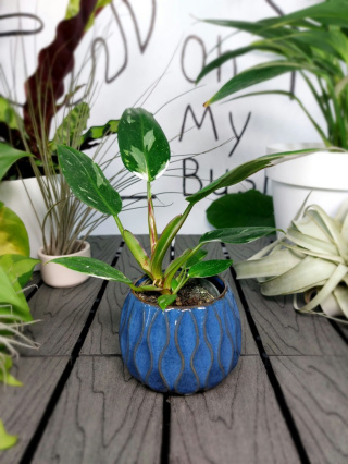 Philodendron White Princess | 15-20cm