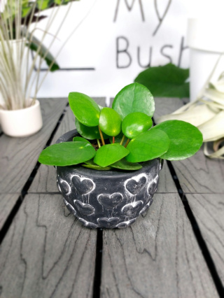 Pilea Peperomioides | Pieniążek | 10cm