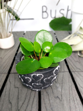 Pilea Peperomioides | Pieniążek | 10cm