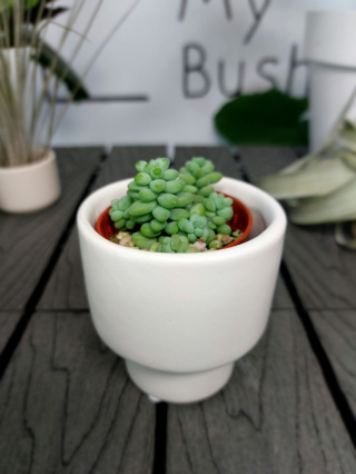 Sedum Burrito | Maluch