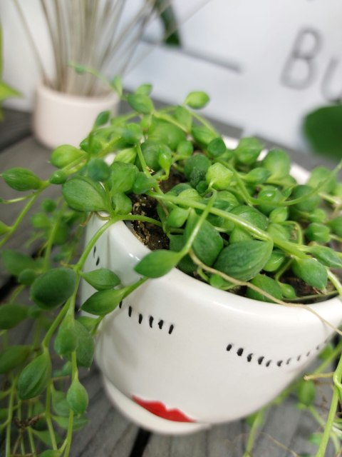 Senecio Rowleyanus Starzec