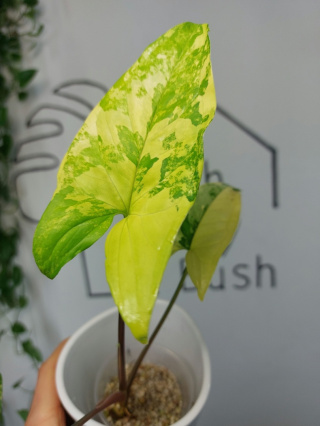 Syngonium Aurea Yellow Variegata | Sadzonka 5 | 25cm