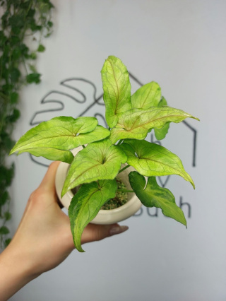 Syngonium Green Marble | Sadzonka 3 | 20cm