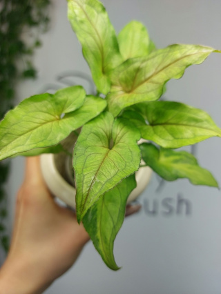 Syngonium Green Marble | Sadzonka 3 | 20cm