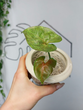 Syngonium Matcha Sprinkle | 10-15cm