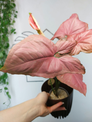 Syngonium Orm Nak Red | 35-45cm