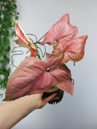 Syngonium Orm Nak Red | 35-45cm