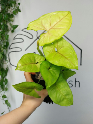 Syngonium Orm Thong | Sadzonka 1 | 30cm