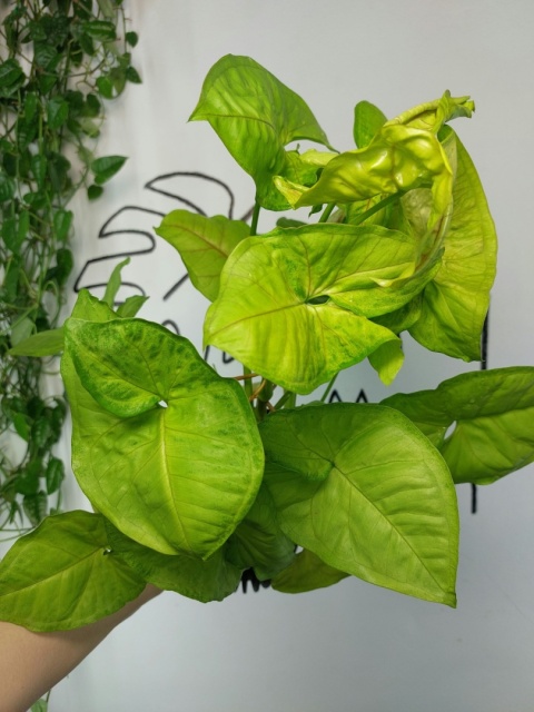 Syngonium Orm Thong | Sadzonka 2 | 55cm