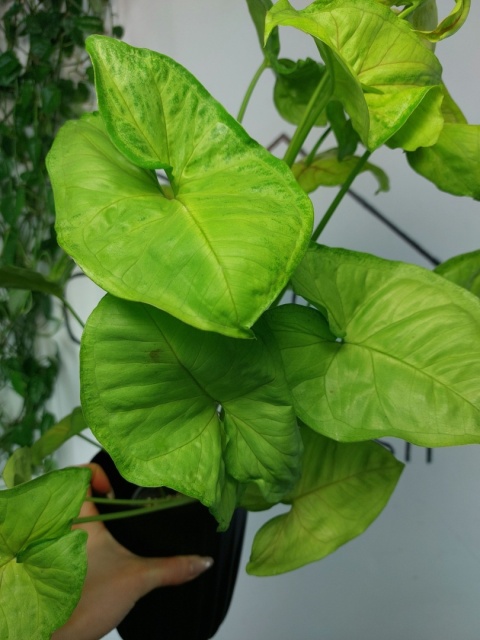 Syngonium Orm Thong | Sadzonka 2 | 55cm