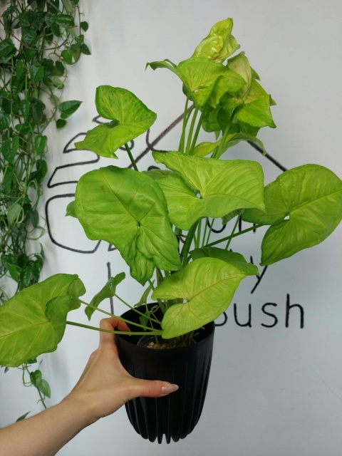 Syngonium Orm Thong | Sadzonka 2 | 55cm