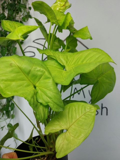 Syngonium Orm Thong | Sadzonka 2 | 55cm