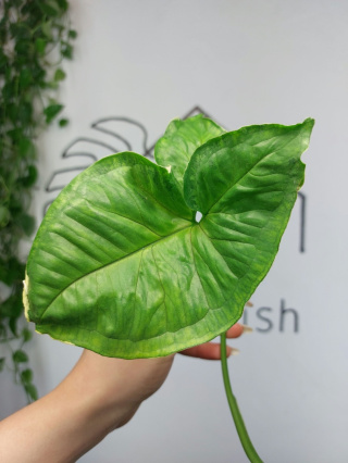 Syngonium Orm Thong Variegata | Pędówka 11