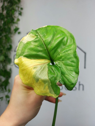 Syngonium Orm Thong Variegata | Pędówka 8