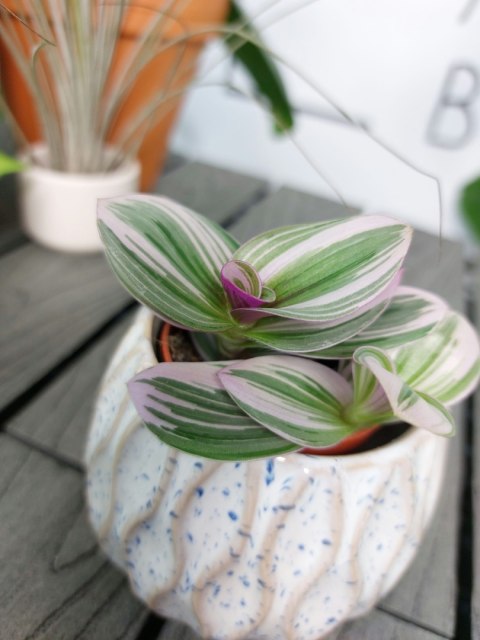 Tradescantia Nanouk Trzykrotka | 10cm