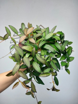 Hoya Rosita | Sadzonka 1 | 20cm