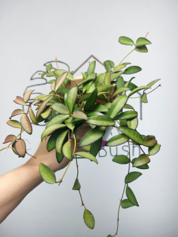 Hoya Rosita | Sadzonka 2 | 15cm