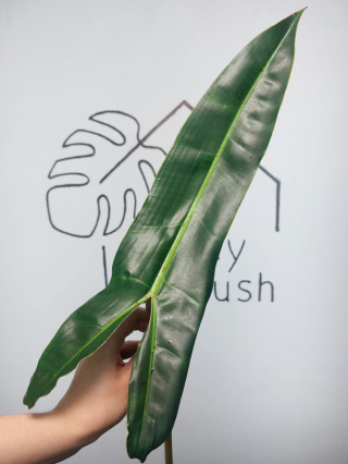 Philodendron Billietiae | Pędówka XL