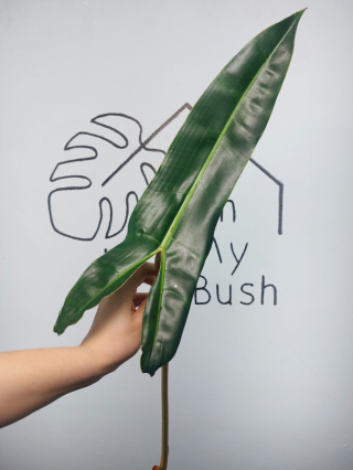 Philodendron Billietiae | Pędówka XL