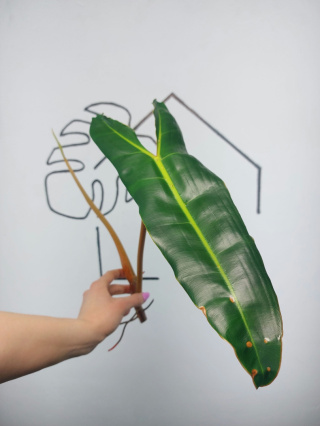 Philodendron Billietiae | Szczyt