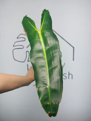 Philodendron Billietiae | Szczyt