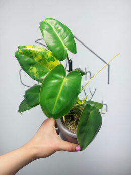 Philodendron Burle Marx Variegata | Sadzonka 6 | 30cm