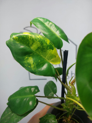 Philodendron Burle Marx Variegata | Sadzonka 6 | 30cm