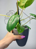 Philodendron Burle Marx Variegata | Sadzonka 6 | 30cm