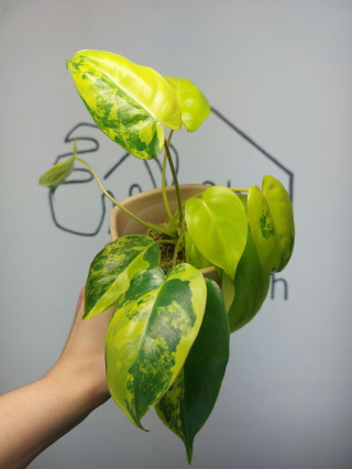 Philodendron Burle Marx Variegata | Sadzonka 7 | 25cm