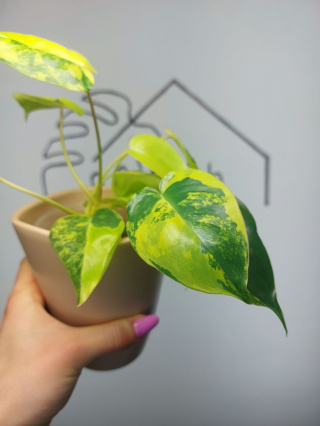 Philodendron Burle Marx Variegata | Sadzonka 7 | 25cm