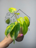 Philodendron Burle Marx Variegata | Sadzonka 7 | 25cm