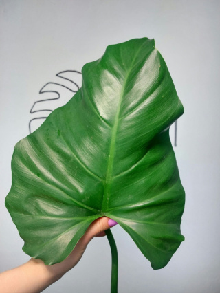 Philodendron Giganteum | Pędówka XXL