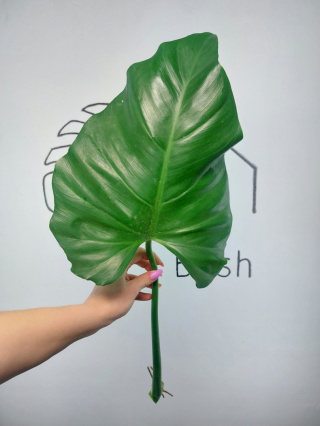 Philodendron Giganteum | Pędówka XXL