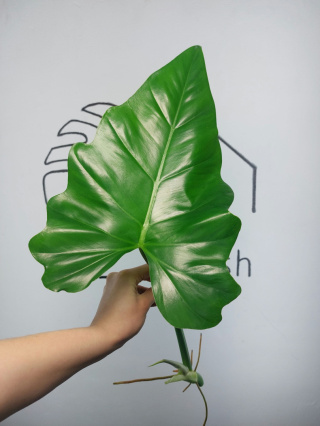 Philodendron Giganteum | Szczyt XXL