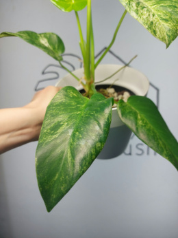 Philodendron Giganteum Variegata | Sadzonka 8 | 40cm