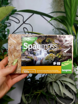 SPHAGNUM Besgrow Spagmoss 8L Nowozelandzki Mech Torfowiec | 100g