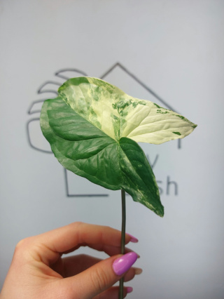 Syngonium Albo Variegata | Pędówka