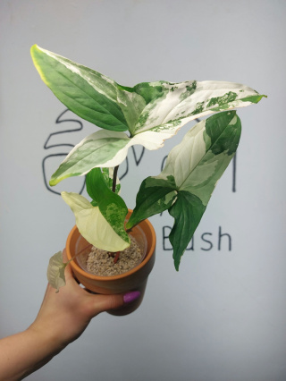 Syngonium Albo Variegata | 25-30cm