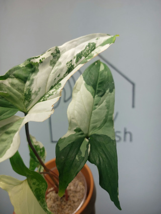 Syngonium Albo Variegata | 25-30cm