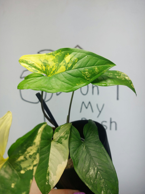 Syngonium Aurea Yellow Variegata | Sadzonka 6 | 30cm