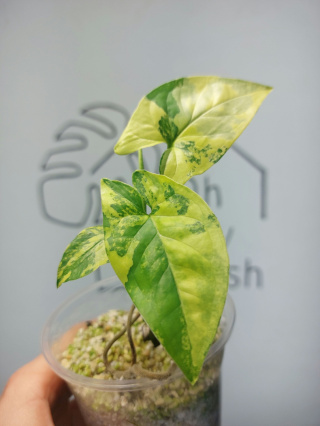 Syngonium Aurea Yellow Variegata | Sadzonka 7 | 15cm