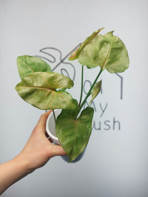 Syngonium Matcha Sprinkle | 25-30cm