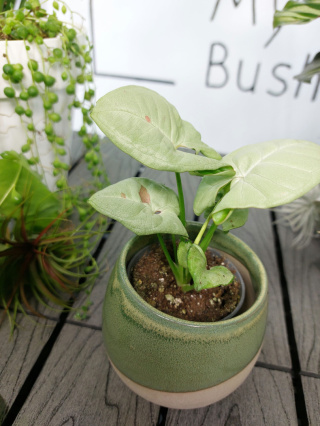 Syngonium Milk Confetti | 10-15cm