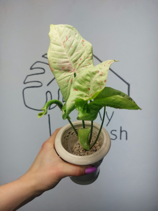 Syngonium Milk Confetti | Sadzonka 13 | 25cm