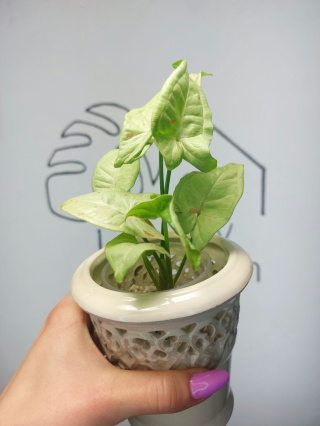 Syngonium Milk Confetti | Sadzonka 14 | 20cm