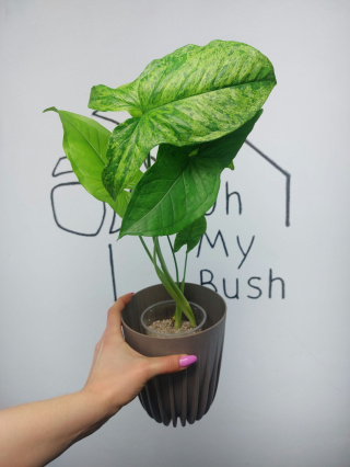 Syngonium Mottled Mojito | 40-45cm