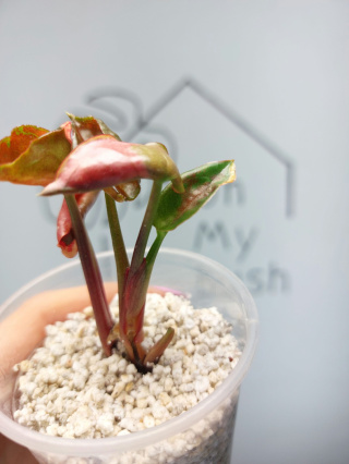 Syngonium Strawberry Ice | Sadzonka 42 | 10cm